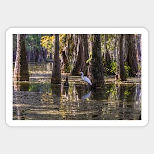 Snowy Egret in the Swamp Sticker